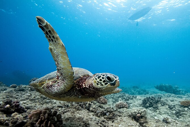 Swim With Dolphins & Turtles in West Oahu (Semi-Private Tours) - Starting at Aloha Ocean Tours in Waianae