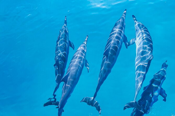Swim With Dolphins & Turtles in West Oahu (Semi-Private Tours) - Searching for dolphins in the wild
