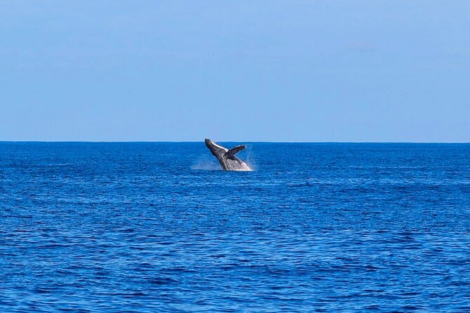 Swim With Dolphins & Turtles in West Oahu (Semi-Private Tours) - The crew makes the difference