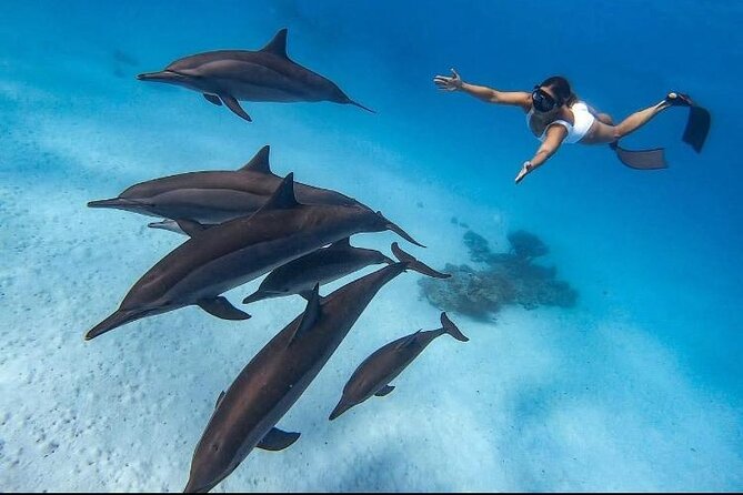 Swim with Dolphins VIP snorkeling Boat Trip with lunch - Hurghada - Key points to know before booking