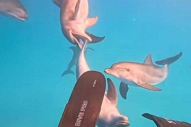 Swim with Dolphins VIP snorkeling Boat Trip with lunch - Hurghada - Starting at 8:00 am from Hurghada