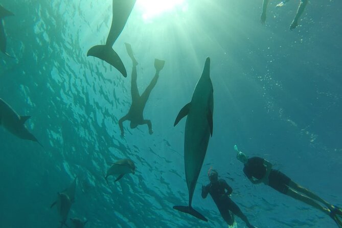 Swim with Dolphins VIP snorkeling Boat Trip with lunch - Hurghada - Is $15 a good price for this outing?