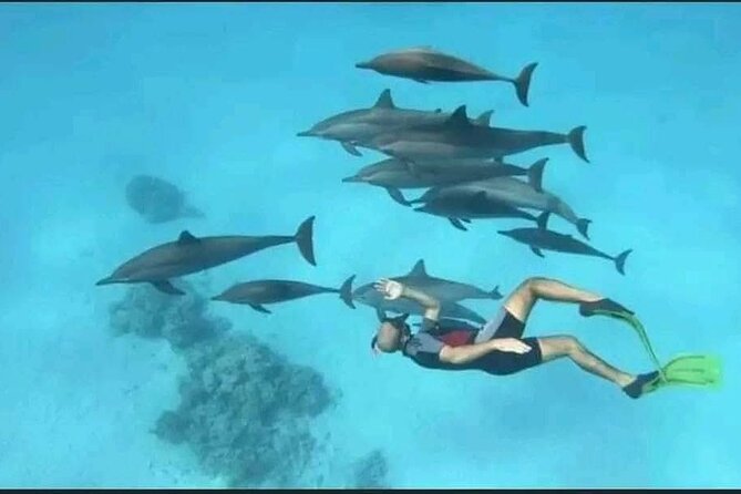 Swim with Dolphins VIP snorkeling Boat Trip with lunch - Hurghada - Looking for dolphins at Dolphin House