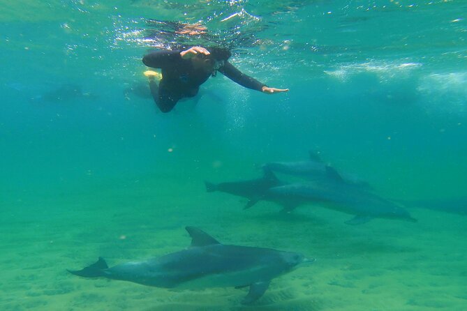 Swim With The Dolphins Experience in Bunbury Australia - Key points to know before booking