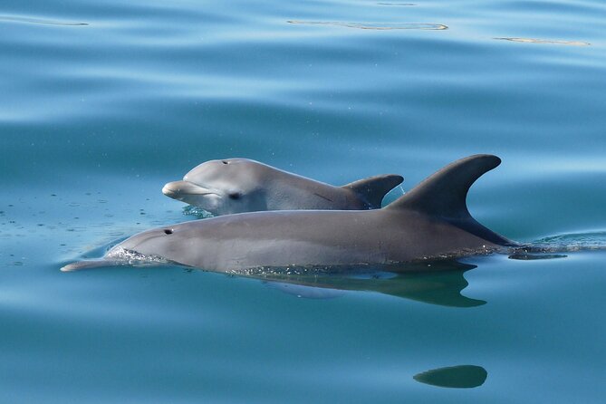 Swim With The Dolphins Experience in Bunbury Australia - Why the wild setting matters