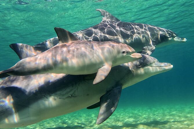 Swim With The Dolphins Experience in Bunbury Australia - The people running the boat