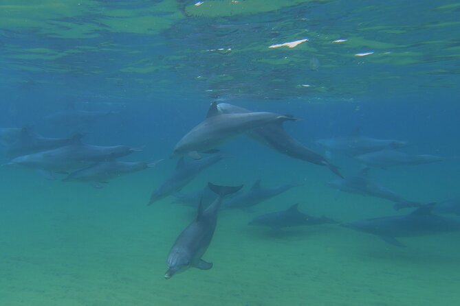 Swim With The Dolphins Experience in Bunbury Australia - Conservation built into the outing