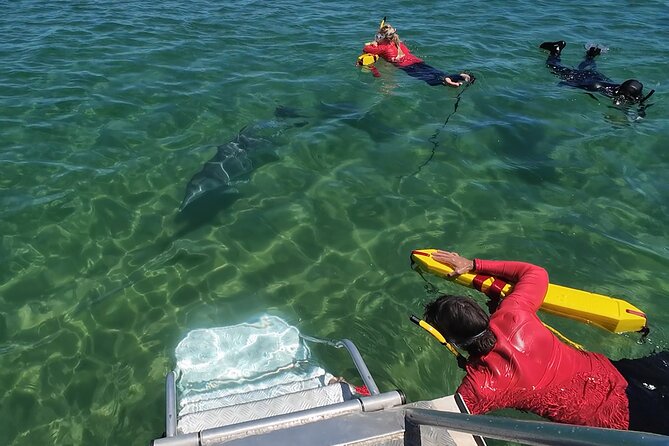 Swim With The Dolphins Experience in Bunbury Australia - Is $99.64 good value?