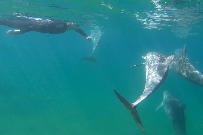 Swim With The Dolphins Experience in Bunbury Australia - What the morning feels like in practice