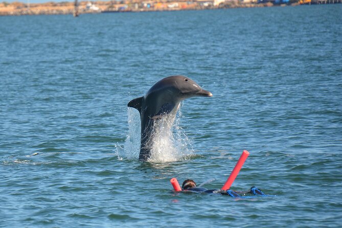 Swim With The Dolphins Experience in Bunbury Australia - How the water sessions work