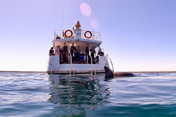 Swim with Wild Dolphins Day Tour - Key points at a glance
