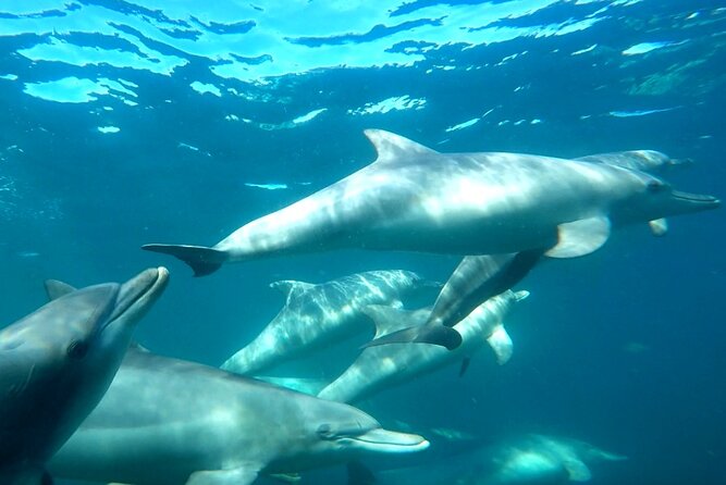Swim with Wild Dolphins Day Tour - Why Rockingham is a good place for a dolphin swim