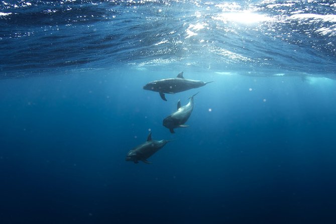 Swim with Wild Dolphins in Hurghada - Key points to know before booking