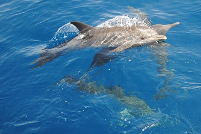 Swim with Wild Dolphins in Hurghada - The boat ride and the first 80 minutes