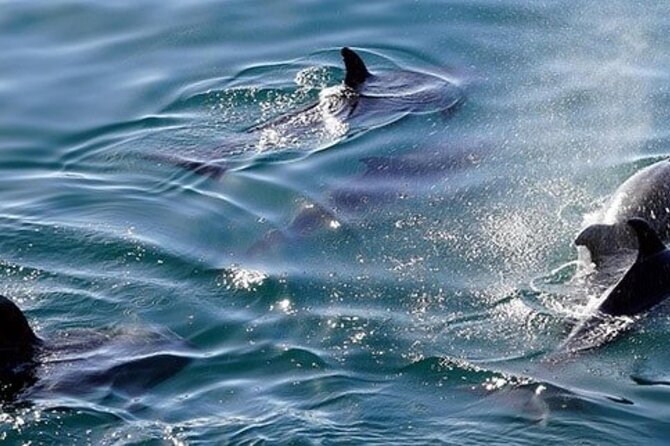Swim with Wild Dolphins in Hurghada - Lunch, drinks, and what the $41.11 price covers
