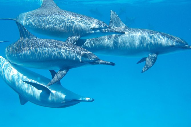 Swim with Wild Dolphins in Hurghada - Three stops for dolphins, coral, and swimming