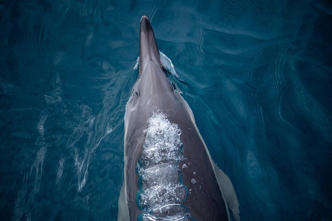 Swim With Wild Dolphins in Tauranga - Getting ready for the water