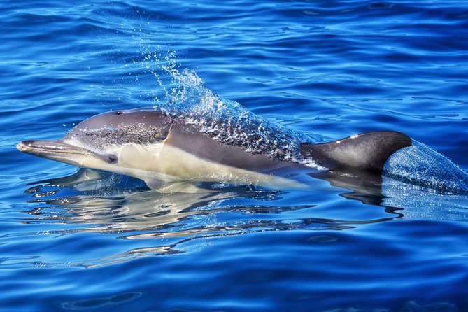 Swim With Wild Dolphins in Tauranga - Why swimming may not happen