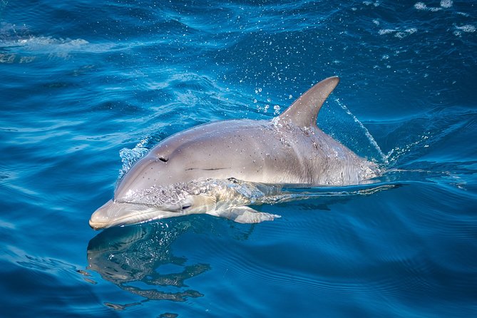 Swim With Wild Dolphins in Tauranga - Crew, commentary, and the feel of the trip