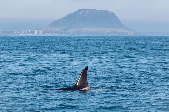 Swim With Wild Dolphins in Tauranga - What the $102.39 price buys you