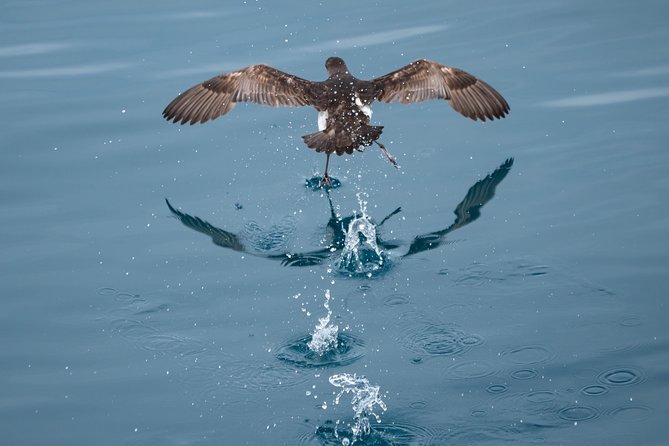 Swim With Wild Dolphins in Tauranga - Weather, cancellations, and timing