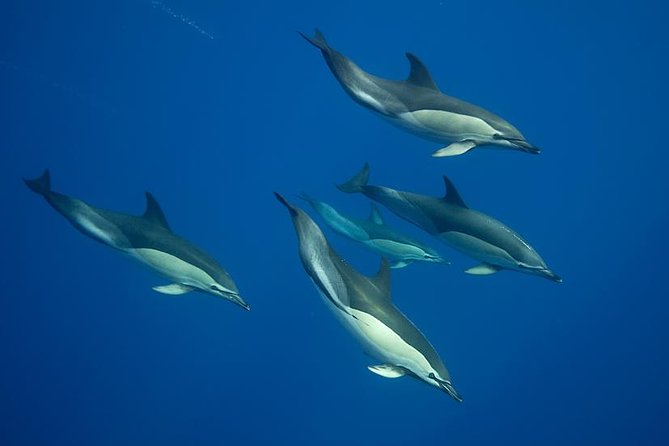 Swim with Wild Dolphins in the Azores - Key points at a glance