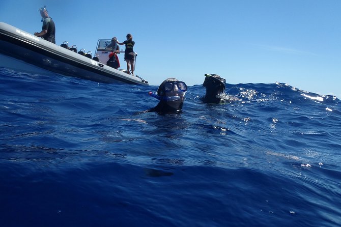 Swim with Wild Dolphins in the Azores - Cold water, wind, and the practical kit