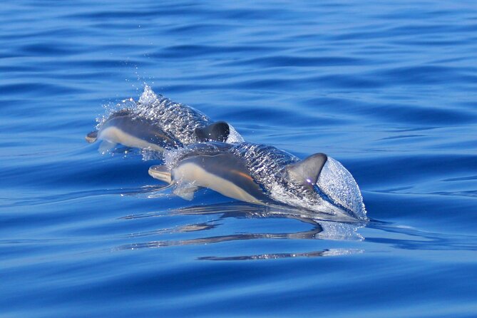 Swim with Wild Dolphins in the Azores - Who should book this São Miguel adventure?