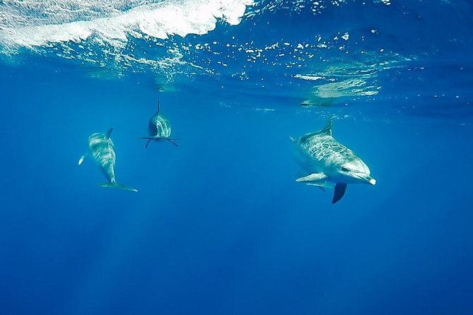 Swim with Wild Dolphins in the Azores - Entering the water near a wild pod