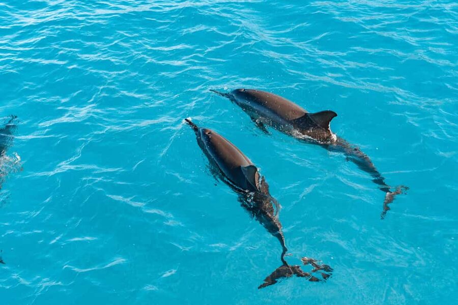 Swim with Wild Dolphins Oahu Speedboat Snorkeling Adventure! - Key points before you book
