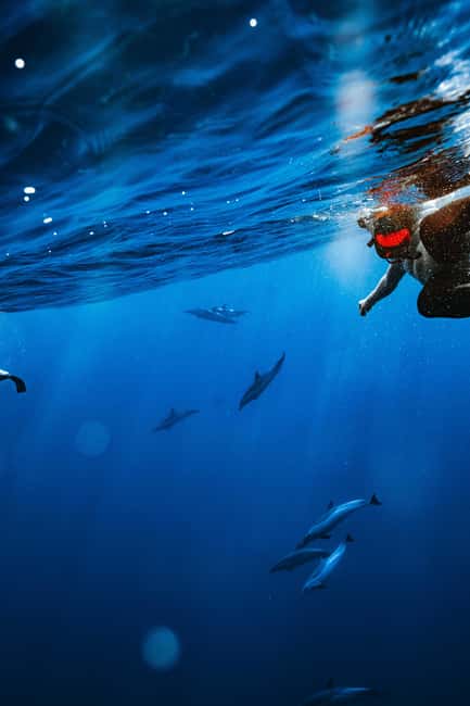 Swim with Wild Dolphins Oahu Speedboat Snorkeling Adventure! - Booking and packing advice