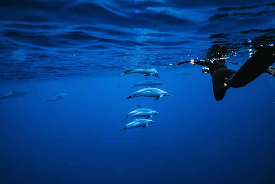 Swim with Wild Dolphins Oahu Speedboat Snorkeling Adventure! - The dolphin search in open water