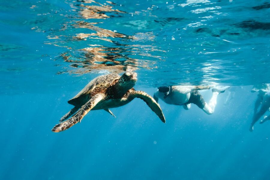 Swim with Wild Dolphins Oahu Speedboat Snorkeling Adventure! - Whale season from December through March