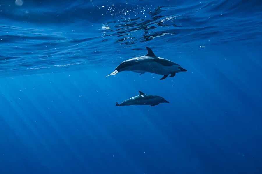 Swim with Wild Dolphins Oahu Speedboat Snorkeling Adventure! - Who will enjoy this most