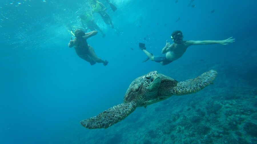 Swim with Wild Dolphins Oahu Speedboat Snorkeling Adventure! - Riding the Dolphin Warrior