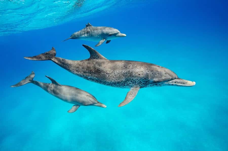 swimming with dolphin in kizimkazi zanzibar - Returning by boat and choosing your drop-off