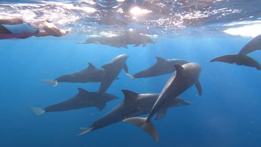 swimming with dolphin in kizimkazi zanzibar - The early start sets the tone