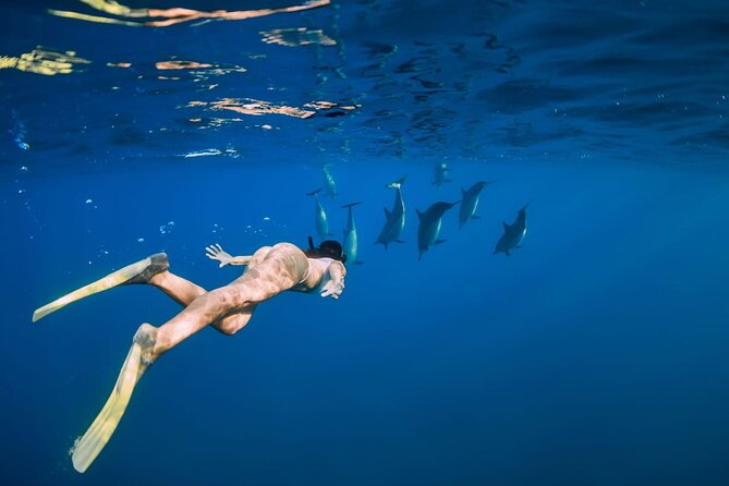 Swimming With Dolphin in Red Sea Adventure with Lunch - Hurgada - Coral Reefs, Fish, and the Better Underwater Stop