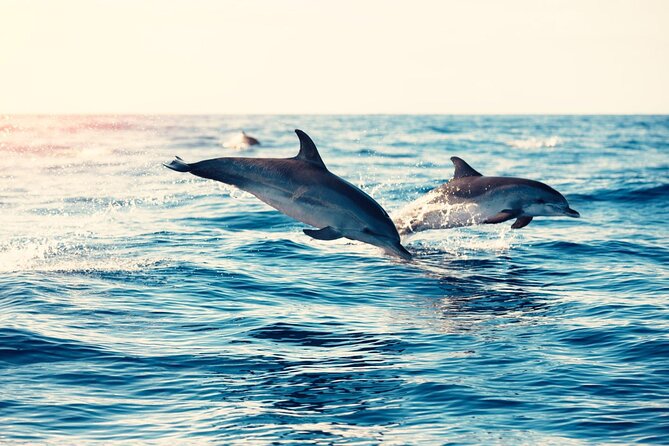 Swimming With Dolphin in Red Sea Adventure with Lunch - Hurgada - Lunch, Drinks, and Boat Time