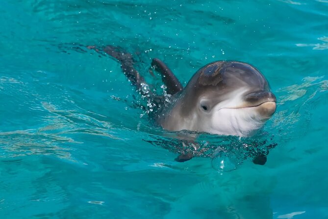 Swimming With Dolphin in Red Sea Adventure with Lunch - Hurgada - Banana Ride and Quadra Water Sport