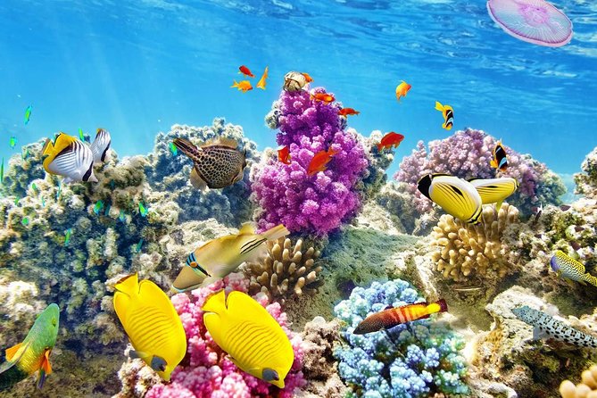 Swimming with Dolphin VIP Snorkeling Sea Trip With Lunch and Transfer - Hurghada - Snorkeling the Red Sea reefs