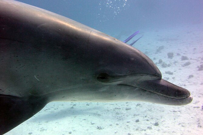 Swimming with Dolphins and Banana Boat Sea Trip Day Experience - Hurghada - Two reef stops with colorful fish and corals