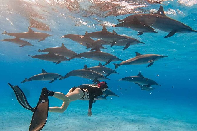Swimming with Dolphins by Private Speed Boat - Hurghada - Looking for dolphins in their natural home