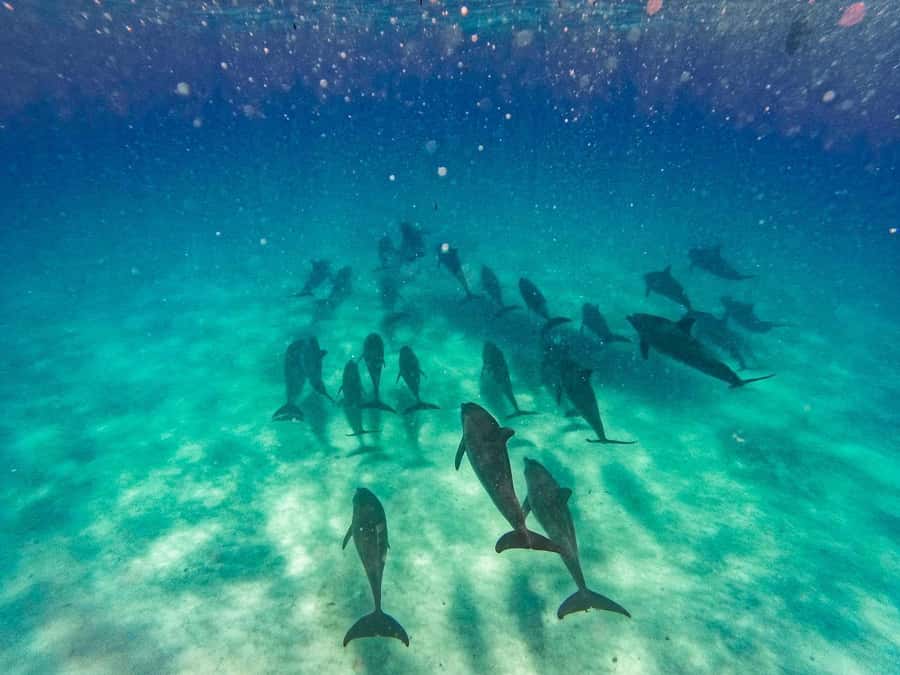 Swimming with dolphins in kizimkazi - The early start and pickup around Zanzibar