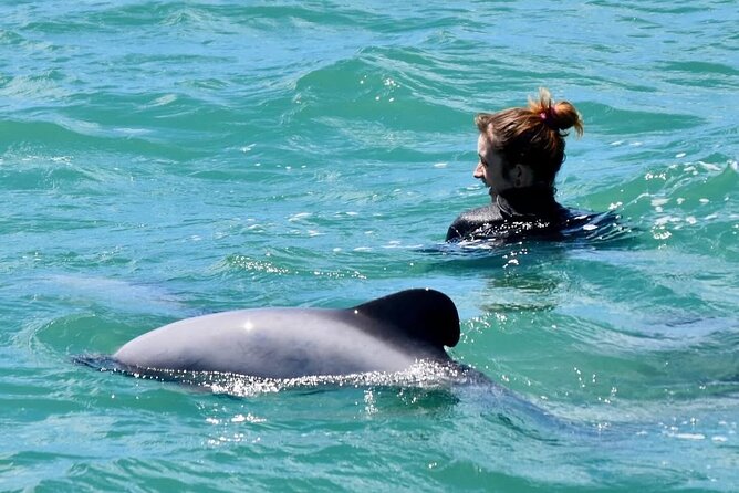 Swimming with Wild Dolphins in Akaroa - Meeting the dolphins at Akaroa Harbour