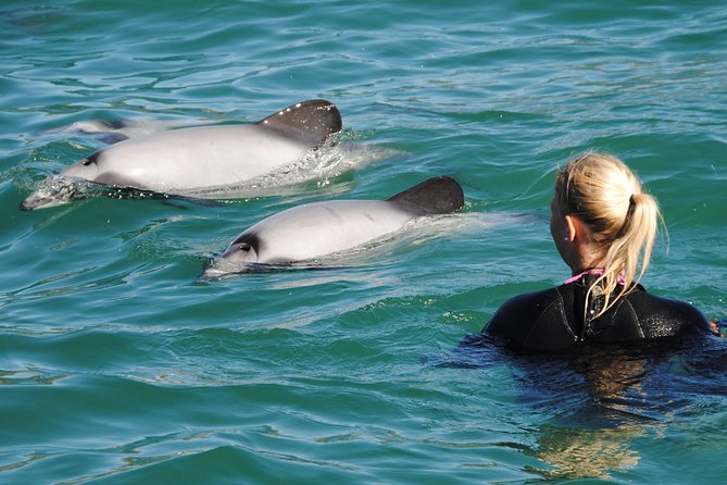 Swimming with Wild Dolphins in Akaroa - What the three-and-a-half-hour outing is like