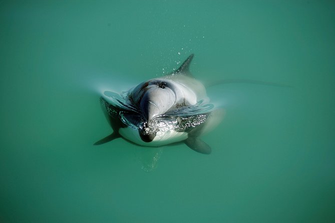 Swimming with Wild Dolphins in Akaroa - Water conditions, swimming ability, and comfort