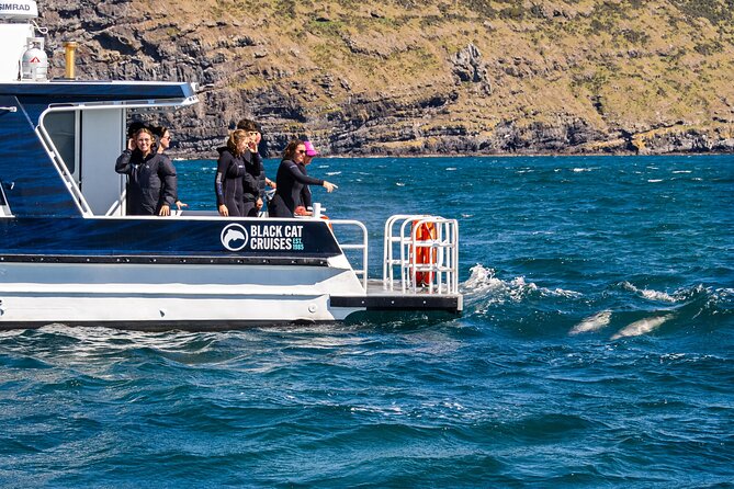 Swimming with Wild Dolphins in Akaroa - What happens if the dolphins do not cooperate