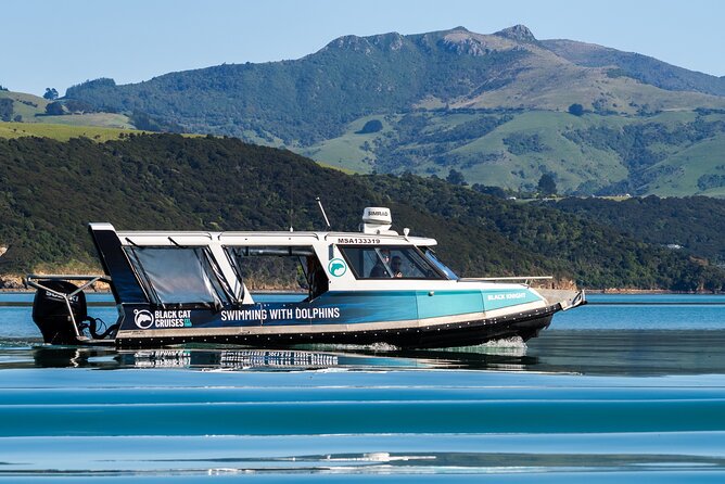 Swimming with Wild Dolphins in Akaroa - Who should book this Akaroa experience?