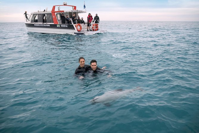 Swimming with Wild Dolphins in Akaroa - Why Hector’s dolphins make this different